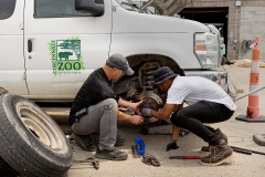 ACI_Cincinnati_Zoo_Internship_2908_┬⌐2024_Steve_Ziegelmeyer